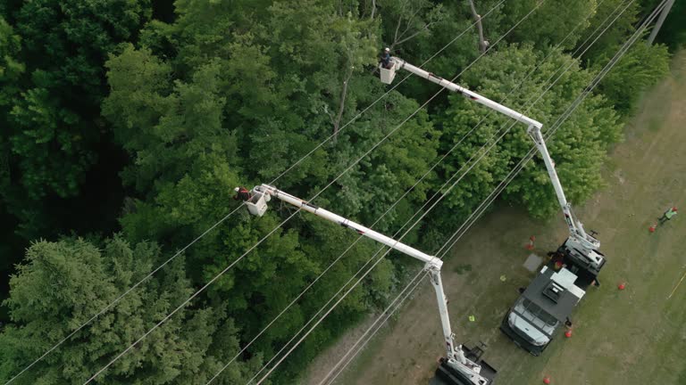 How Our Tree Care Process Works  in Whiteman Af, MO